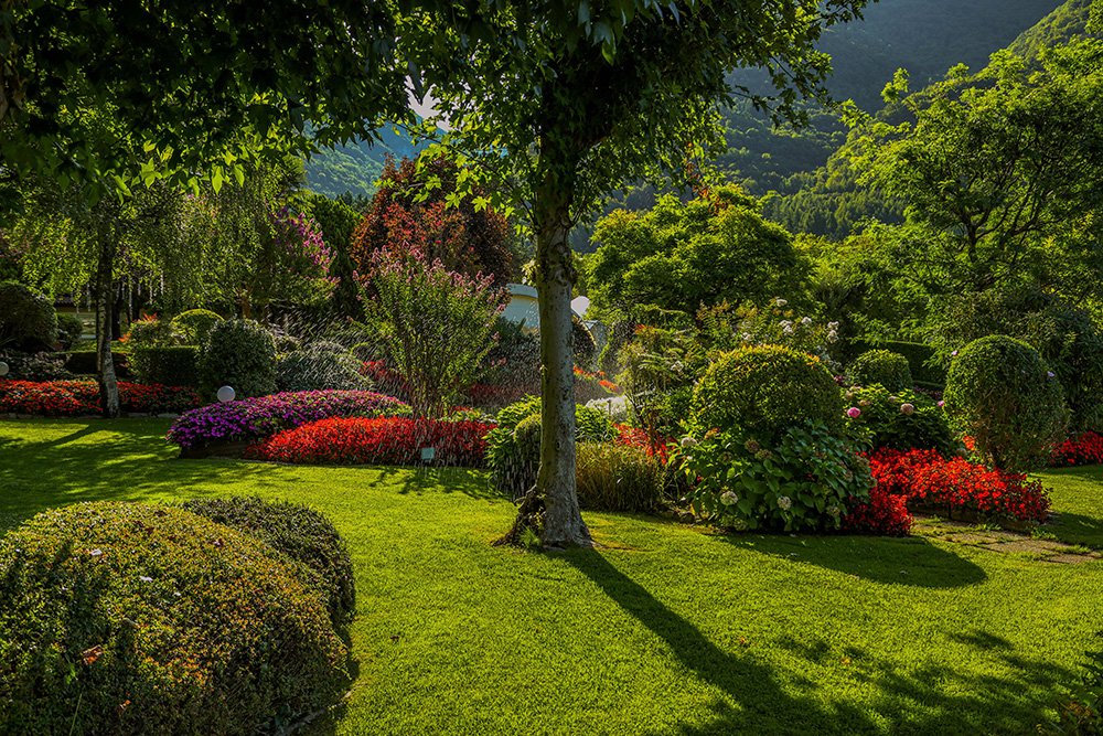 Mediterranean garden with olive trees, lavender and a pale stone pathway